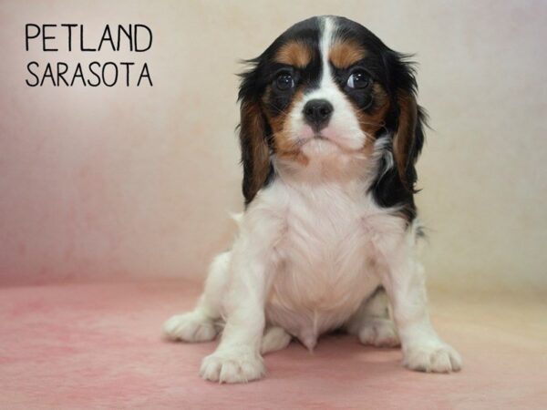 Cavalier King Charles Spaniel-DOG-Male-Tri-24647-Dream Tails Sarasota, Florida