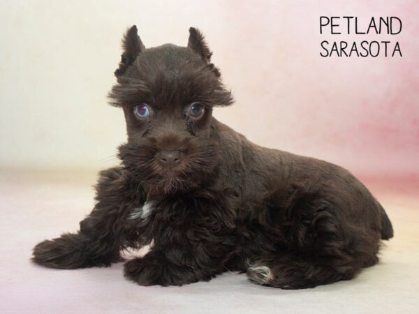Miniature Schnauzer-DOG-Female-Liver-24646-Dream Tails Sarasota, Florida