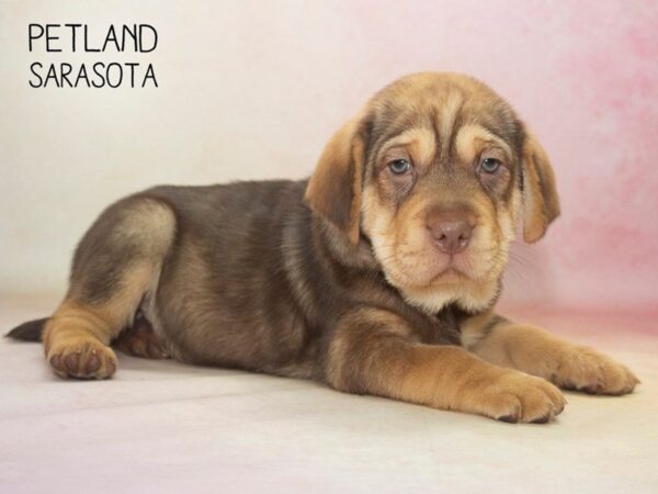 Mini Walrus-DOG-Male-Chocolate-24645-Dream Tails Sarasota, Florida