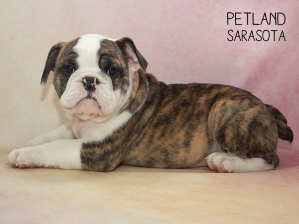 English Bulldog-DOG-Male-brindle white-24641-Dream Tails Sarasota, Florida