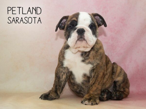 English Bulldog-DOG-Female-brindle white-24640-Dream Tails Sarasota, Florida