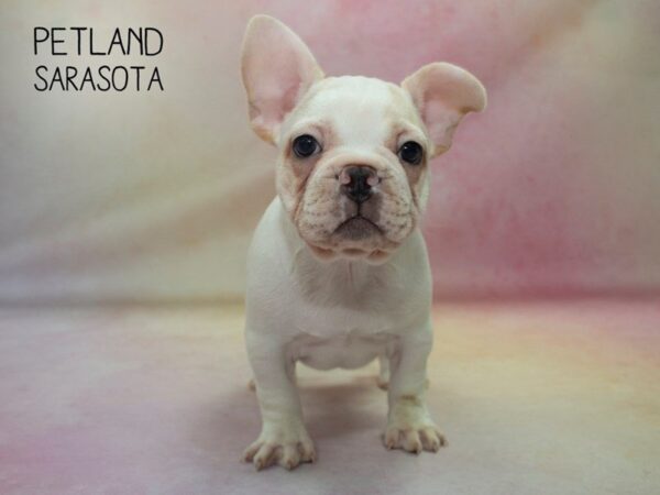 French Bulldog-DOG-Female-Brindle White-24638-Dream Tails Sarasota, Florida