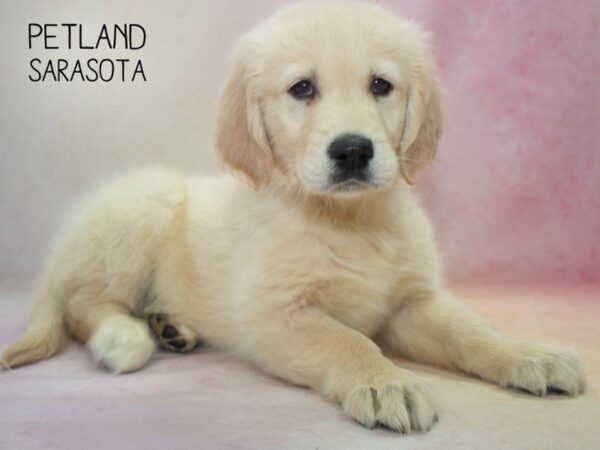 Golden Retriever-DOG-Female-Golden-24636-Dream Tails Sarasota, Florida
