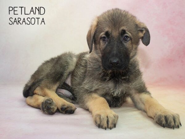 German Shepherd-DOG-Male-Black and Tan-24635-Dream Tails Sarasota, Florida