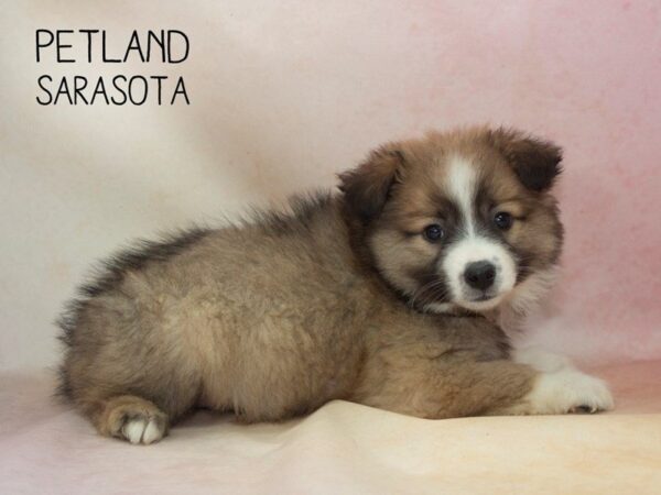 Aussiemo-DOG-Male-Black White-24634-Dream Tails Sarasota, Florida