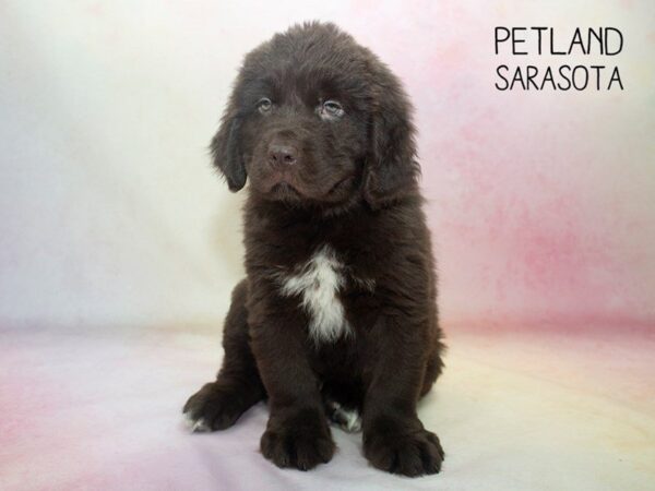 Newfoundland-DOG-Male-Brown-24630-Dream Tails Sarasota, Florida