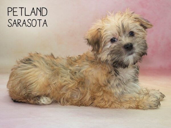 Morkie-DOG-Male-GLDN-24629-Dream Tails Sarasota, Florida