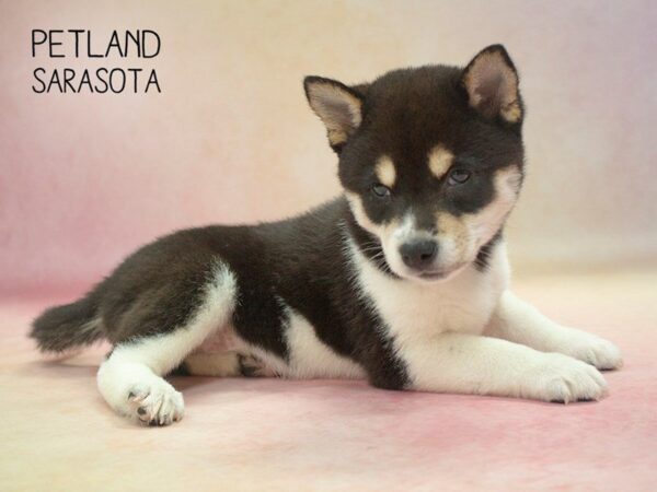 Shiba Inu-DOG-Female-BLK & TN:WH MKGS-24628-Dream Tails Sarasota, Florida