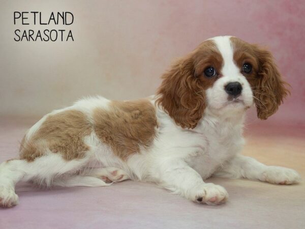 Cavalier King Charles-DOG-Female-BHEIM-24627-Dream Tails Sarasota, Florida