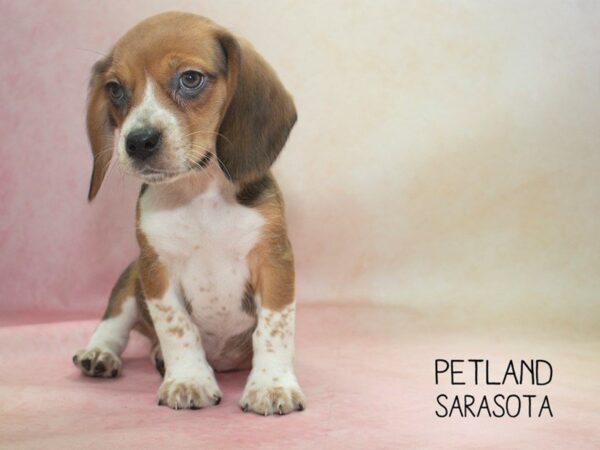 Beagle-DOG-Female-TN & WH-24626-Dream Tails Sarasota, Florida