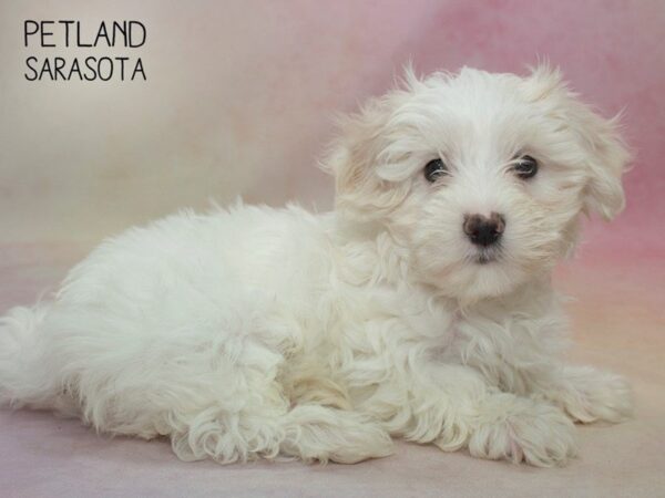 Morkie-DOG-Female-CREAM-24673-Dream Tails Sarasota, Florida