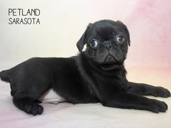 Pug-DOG-Male-BLACK-24672-Dream Tails Sarasota, Florida