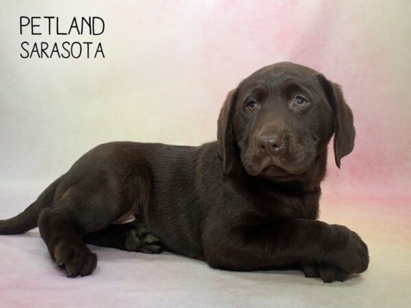 Labrador Retriever-DOG-Male-Chocolate-24671-Dream Tails Sarasota, Florida