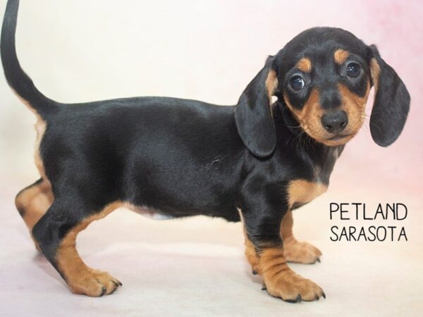 Dachshund-DOG-Female-BLACK TAN-24670-Dream Tails Sarasota, Florida
