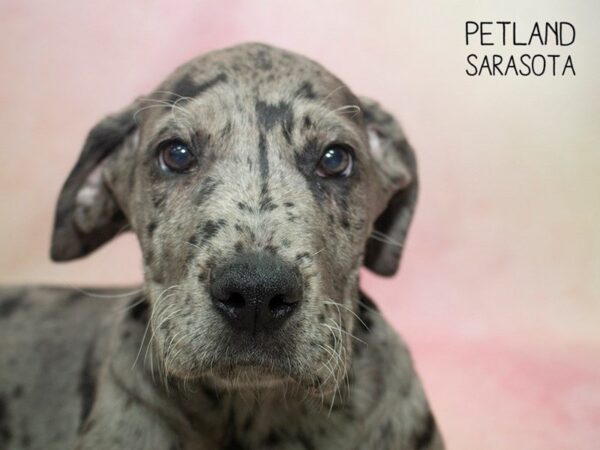 Great Dane-DOG-Male-Blue Merle-24669-Dream Tails Sarasota, Florida
