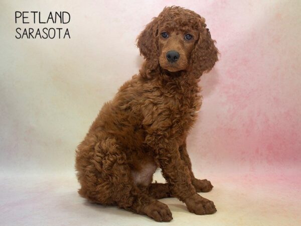 Standard Poodle-DOG-Female-RED-24667-Dream Tails Sarasota, Florida