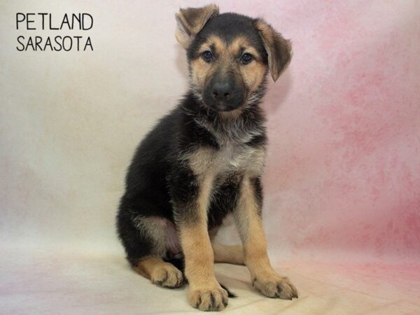 German Shepherd-DOG-Female-Black and Tan-24666-Dream Tails Sarasota, Florida
