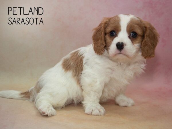 Cava Chon-DOG-Male-BLENHEIM-24665-Dream Tails Sarasota, Florida