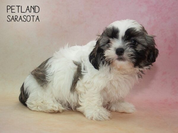 Shih Tzu-DOG-Female-BROWN WHITE-24664-Dream Tails Sarasota, Florida