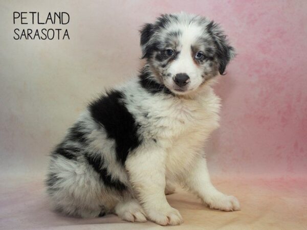 Mini Aussie-DOG-Male-BLK TRI-24663-Dream Tails Sarasota, Florida