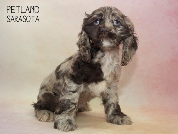 Cocker Spaniel-DOG-Female-CHOC MERLE-24662-Dream Tails Sarasota, Florida