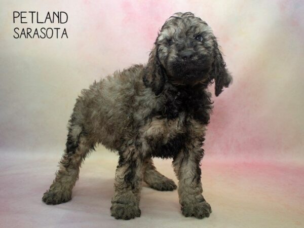 Standard Poodle-DOG-Male-Blue Merle-24692-Dream Tails Sarasota, Florida