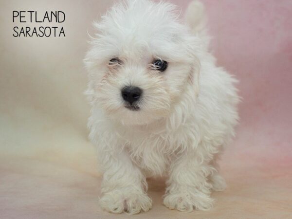 Maltese-DOG-Male-WHITE-24691-Dream Tails Sarasota, Florida