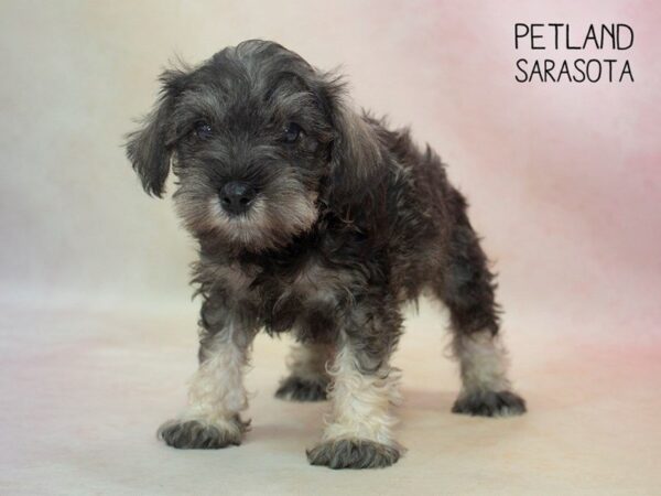 Miniature Schnauzer-DOG-Female-Salt Pepper-24690-Dream Tails Sarasota, Florida
