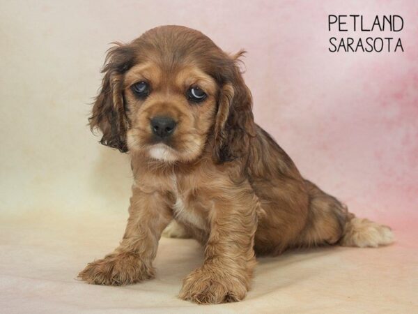 Cocker Spaniel-DOG-Female-Sable Merle-24689-Dream Tails Sarasota, Florida
