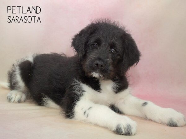 Akita Poo-DOG-Male-Black & White-24688-Dream Tails Sarasota, Florida