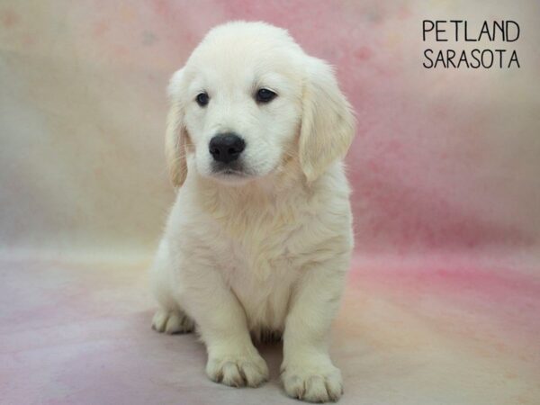 Golden Retriever-DOG-Male-Golden-24687-Dream Tails Sarasota, Florida
