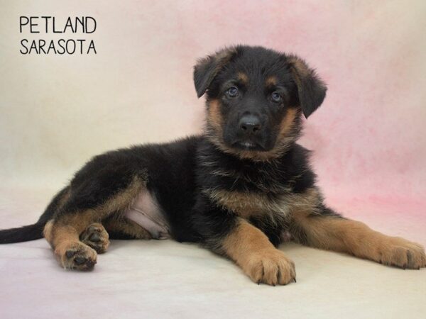 German Shepherd-DOG-Male-Black and Tan-24685-Dream Tails Sarasota, Florida