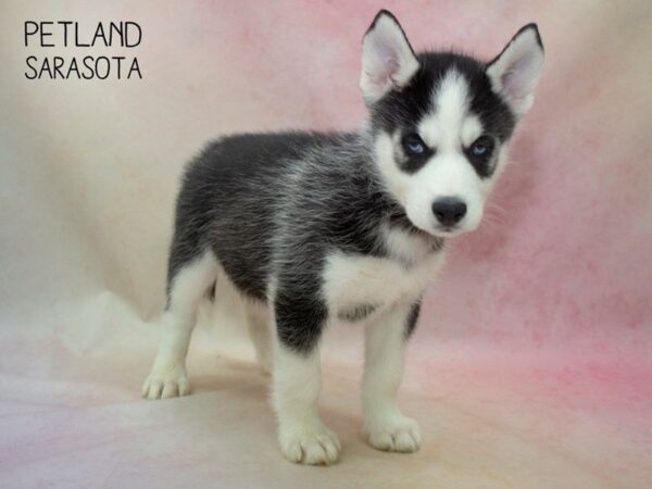 Siberian Husky-DOG-Male-Black & White-24684-Dream Tails Sarasota, Florida