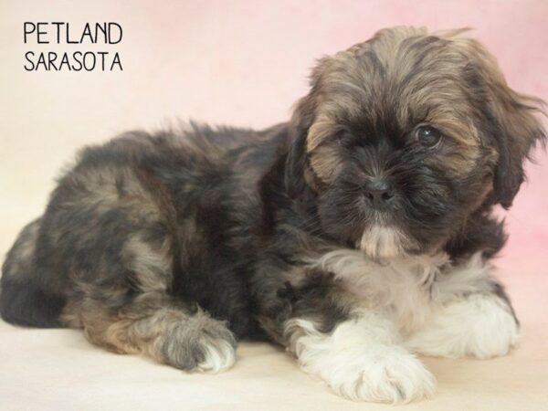 Lhasa Apso-DOG-Female-Brown White-24683-Dream Tails Sarasota, Florida