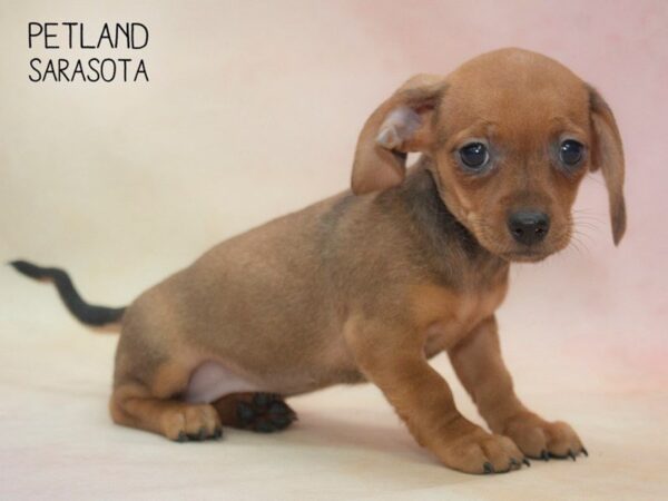 Chaweenie-DOG-Female-Fawn Dapple & White-24682-Dream Tails Sarasota, Florida