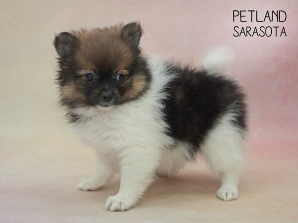 Pomeranian-DOG-Female-Sable & White-24681-Dream Tails Sarasota, Florida