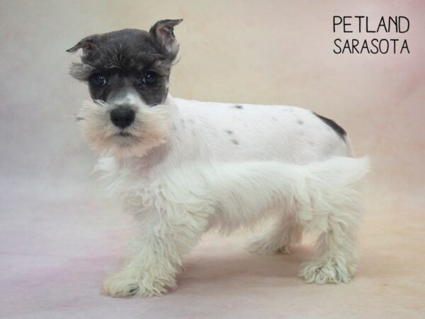 Miniature Schnauzer-DOG-Female-BLACK WHITE-24680-Dream Tails Sarasota, Florida