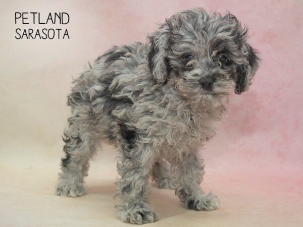 Cock A Poo-DOG-Female-silver merle-24678-Dream Tails Sarasota, Florida