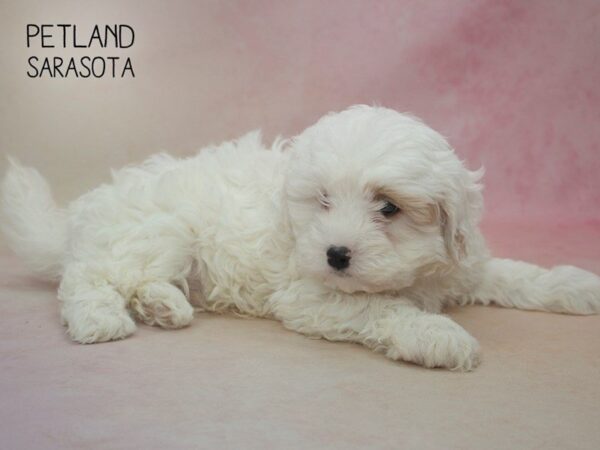 Cava Chon-DOG-Male-BLENHEIM-24677-Dream Tails Sarasota, Florida