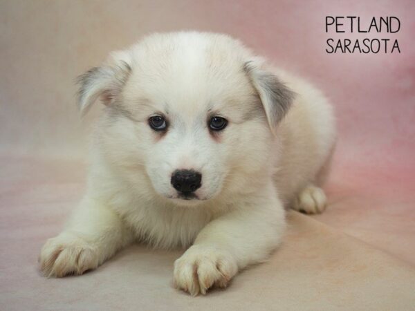 HuskieMoe-DOG-Male-silver white-24676-Dream Tails Sarasota, Florida
