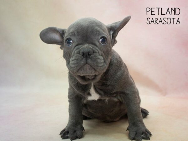 French Bulldog-DOG-Male-Blue-24675-Dream Tails Sarasota, Florida