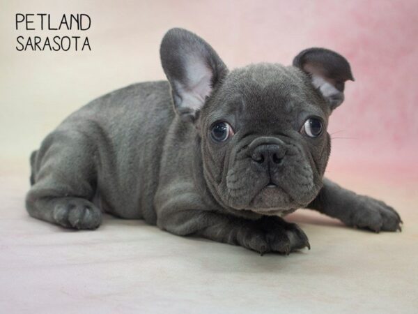 French Bulldog-DOG-Female-Blue-24674-Dream Tails Sarasota, Florida
