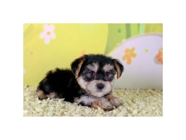 Yorkiepoo-DOG-Male-Black / Tan-24706-Dream Tails Sarasota, Florida