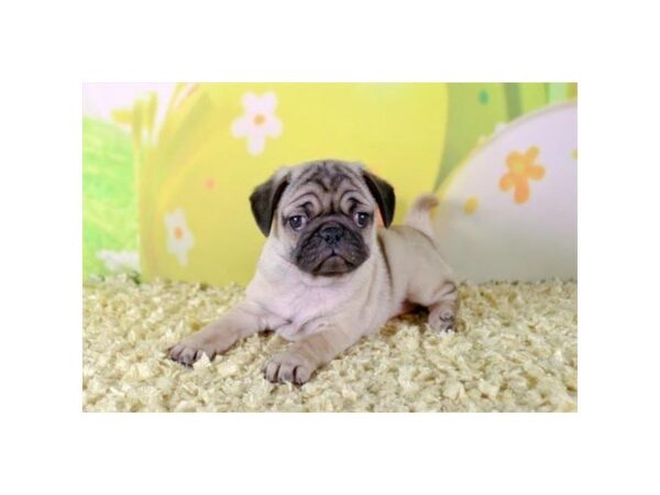 Pug-DOG-Female-Fawn-24705-Dream Tails Sarasota, Florida