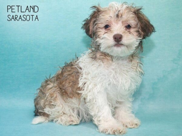 Havanese-DOG-Female-BROWN WH-24704-Dream Tails Sarasota, Florida