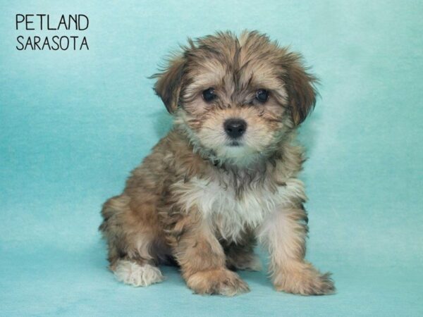 Havachon-DOG-Female-Beige-24703-Dream Tails Sarasota, Florida