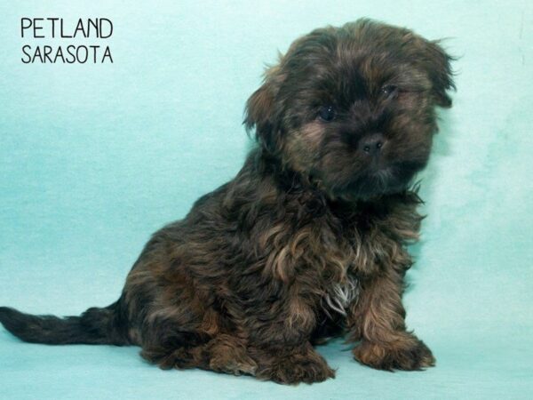 Shorkie-DOG-Male-Brindle-24702-Dream Tails Sarasota, Florida