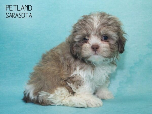 Shih Poo-DOG-Male-BROWN WHITE-24701-Dream Tails Sarasota, Florida