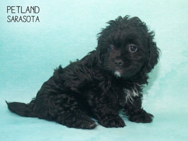 Shih Poo-DOG-Female-BLK-24700-Dream Tails Sarasota, Florida