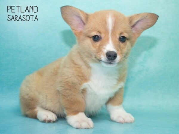 Pembroke Welsh Corgi-DOG-Male-Fawn White-24699-Dream Tails Sarasota, Florida